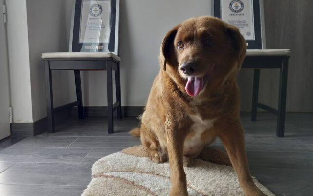Guinness World Records Annuls ‘Oldest Dog Ever’ Title For A Dead Portuguese Canine After Inquiry