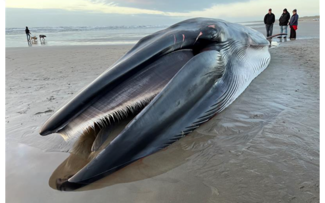 Dead Fin Whale Washes Up On Oregon Beach