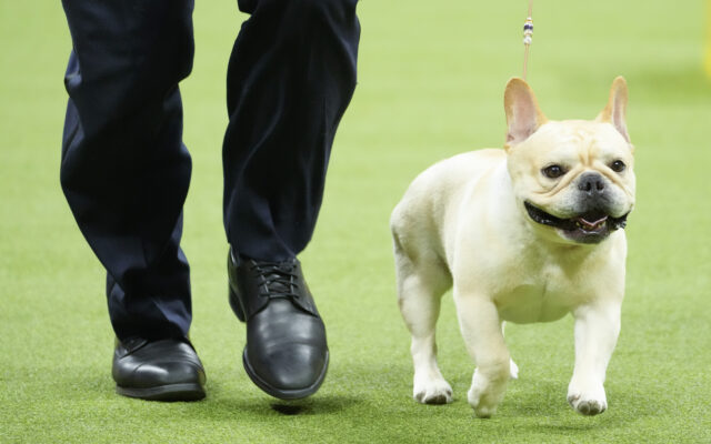 French Bulldogs Remain The Most Popular US Breed In New Rankings