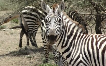 Zebras Get Loose In Washington State