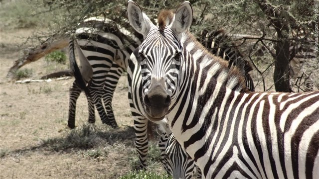 Zebras Get Loose In Washington State