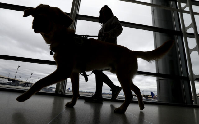 NEW RULES: Dogs Entering US Must Be 6 Months Old And Microchipped To Prevent Spread Of Rabies